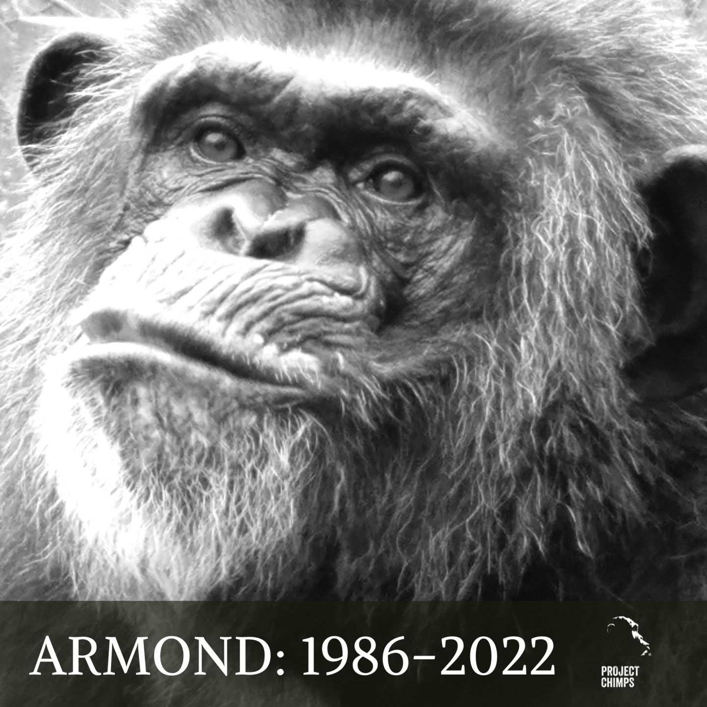 Armond 1